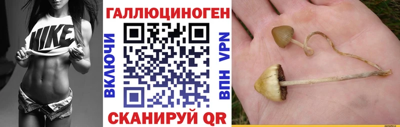 Галлюциногенные грибы Psilocybe  Райчихинск 